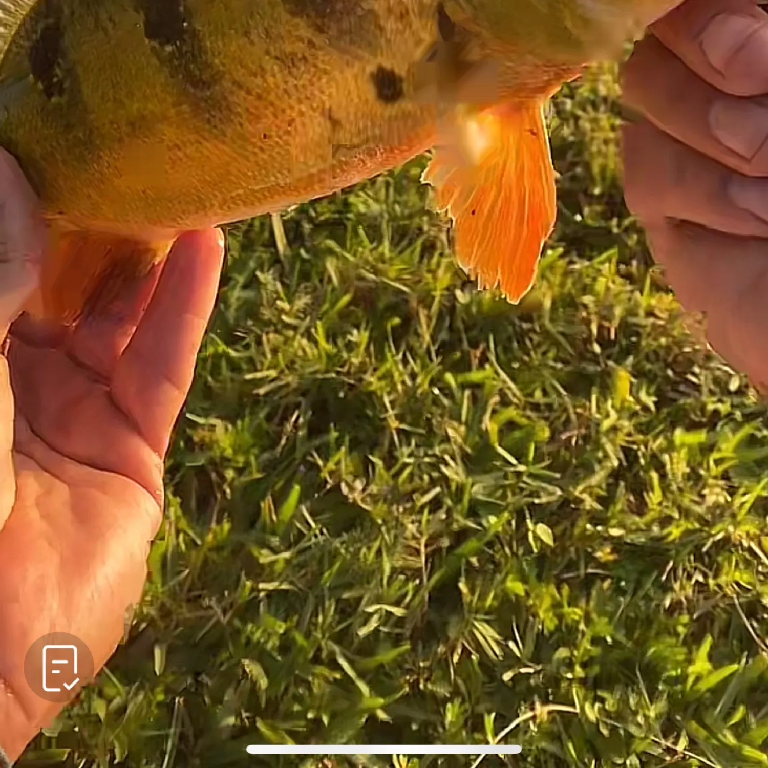 most liked catch image