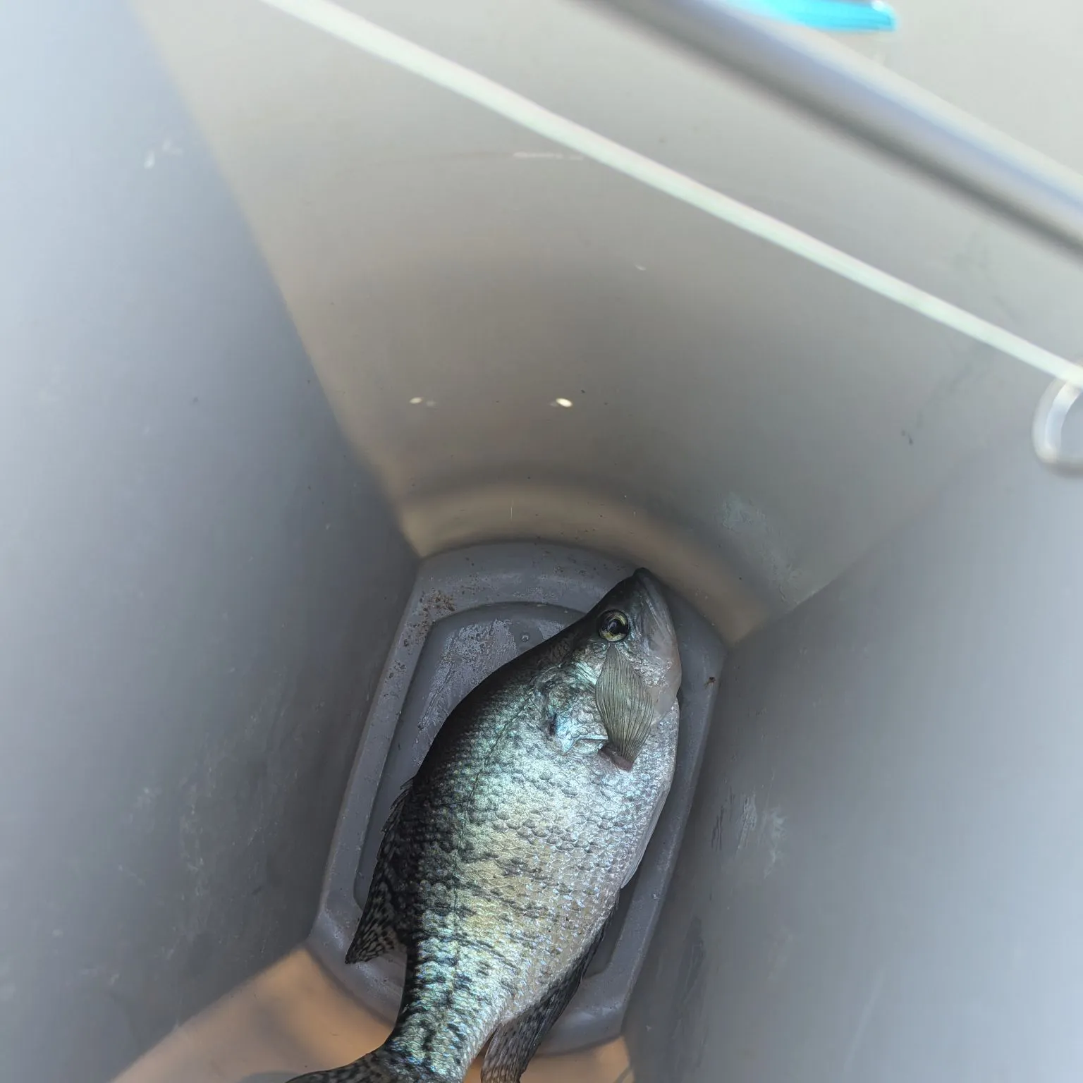 The most recent White crappie catches on Fishbrain