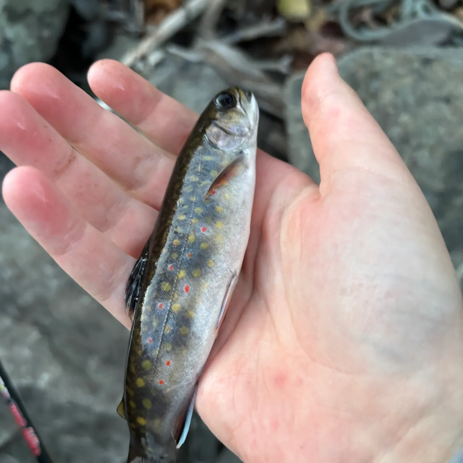 Brook trout caught on Fishbrain