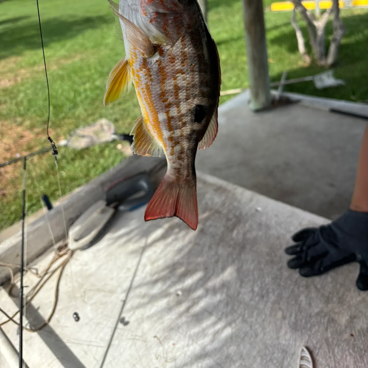 The most recent Lane snapper catches on Fishbrain