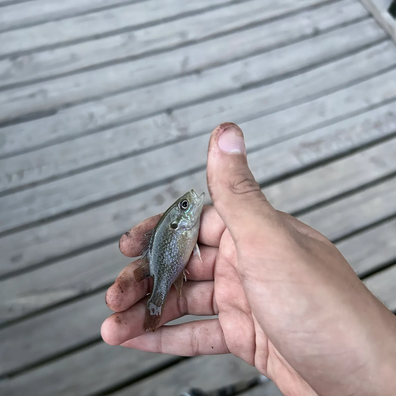 Green sunfish caught on Fishbrain