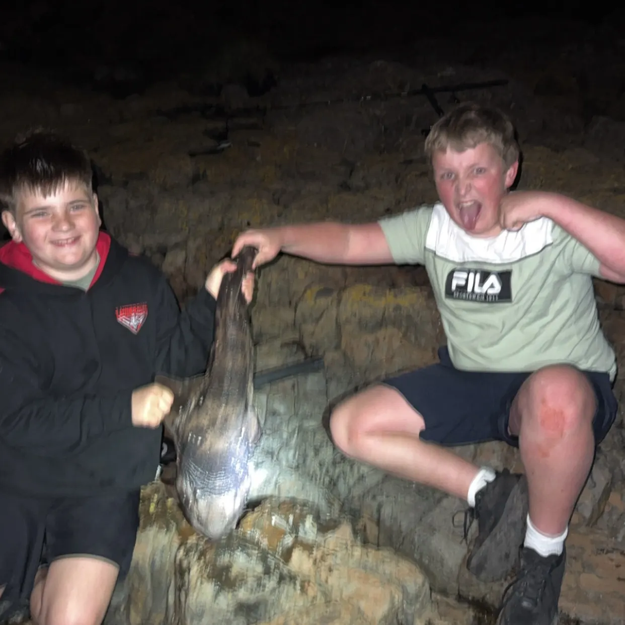 Port Jackson shark caught on Fishbrain