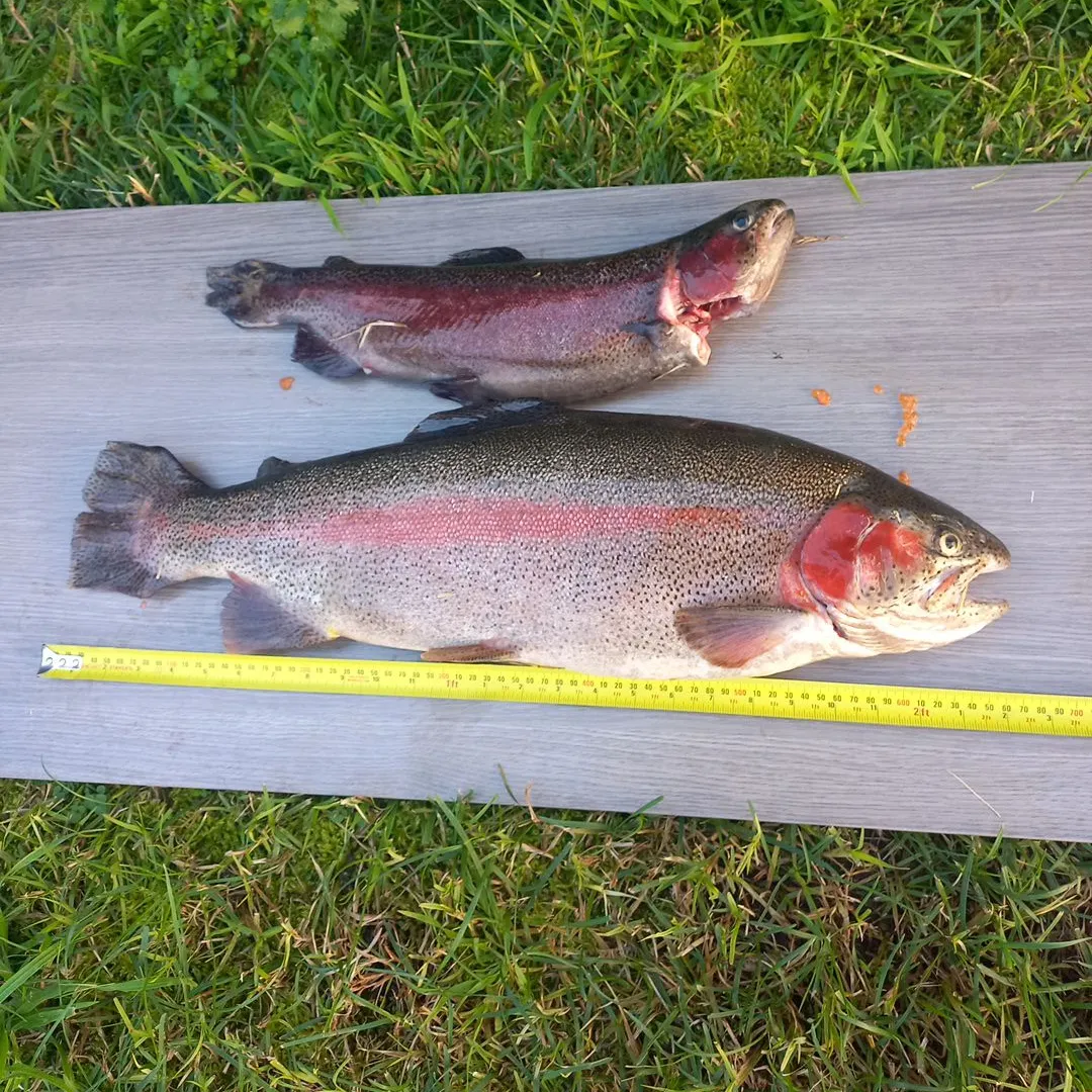 Rainbow trout caught on Fishbrain
