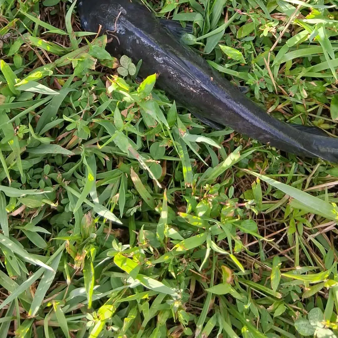 Channel catfish caught on Fishbrain