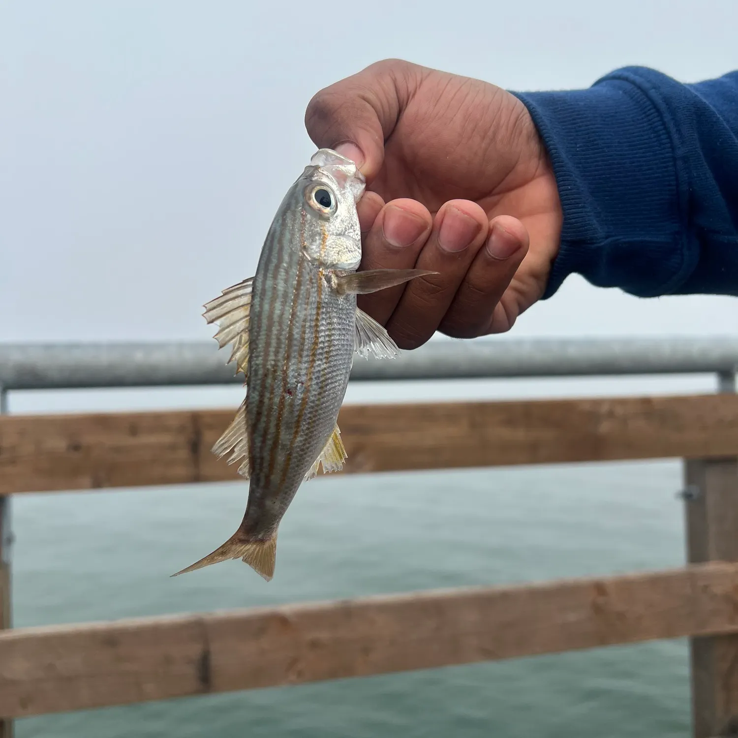 The most popular recent Salema porgy catch on Fishbrain