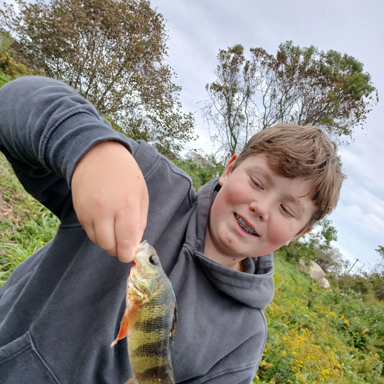 Yellow perch caught on Fishbrain