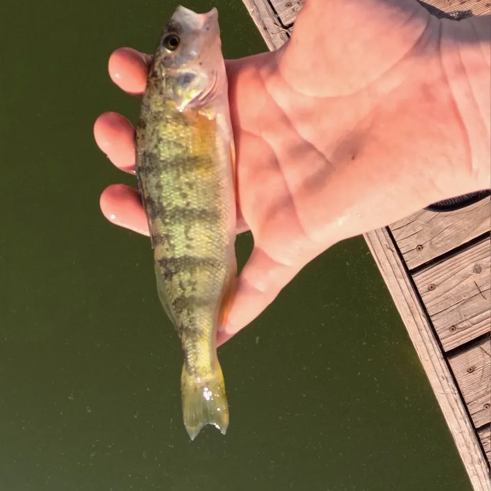 Yellow perch caught on Fishbrain