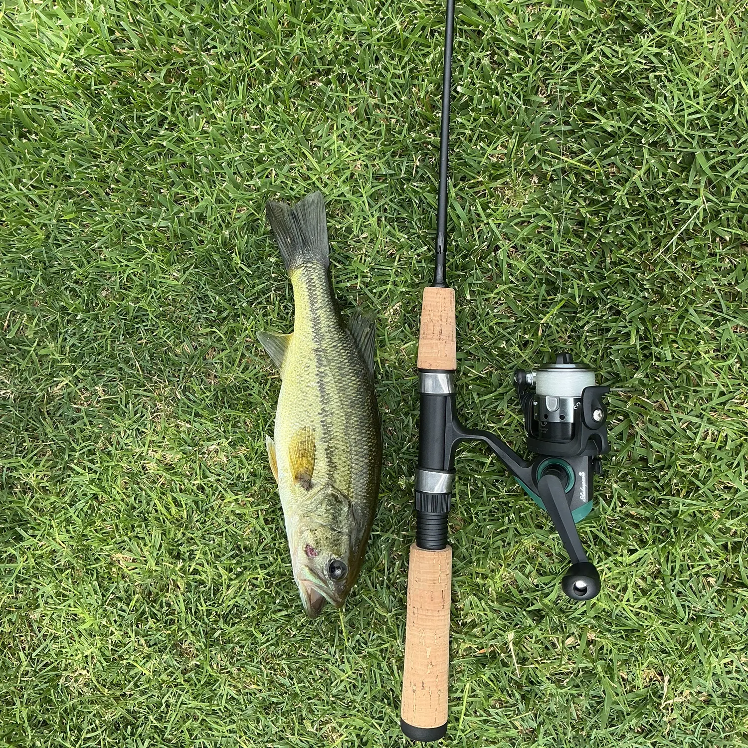 The most recent Green jobfish catches on Fishbrain
