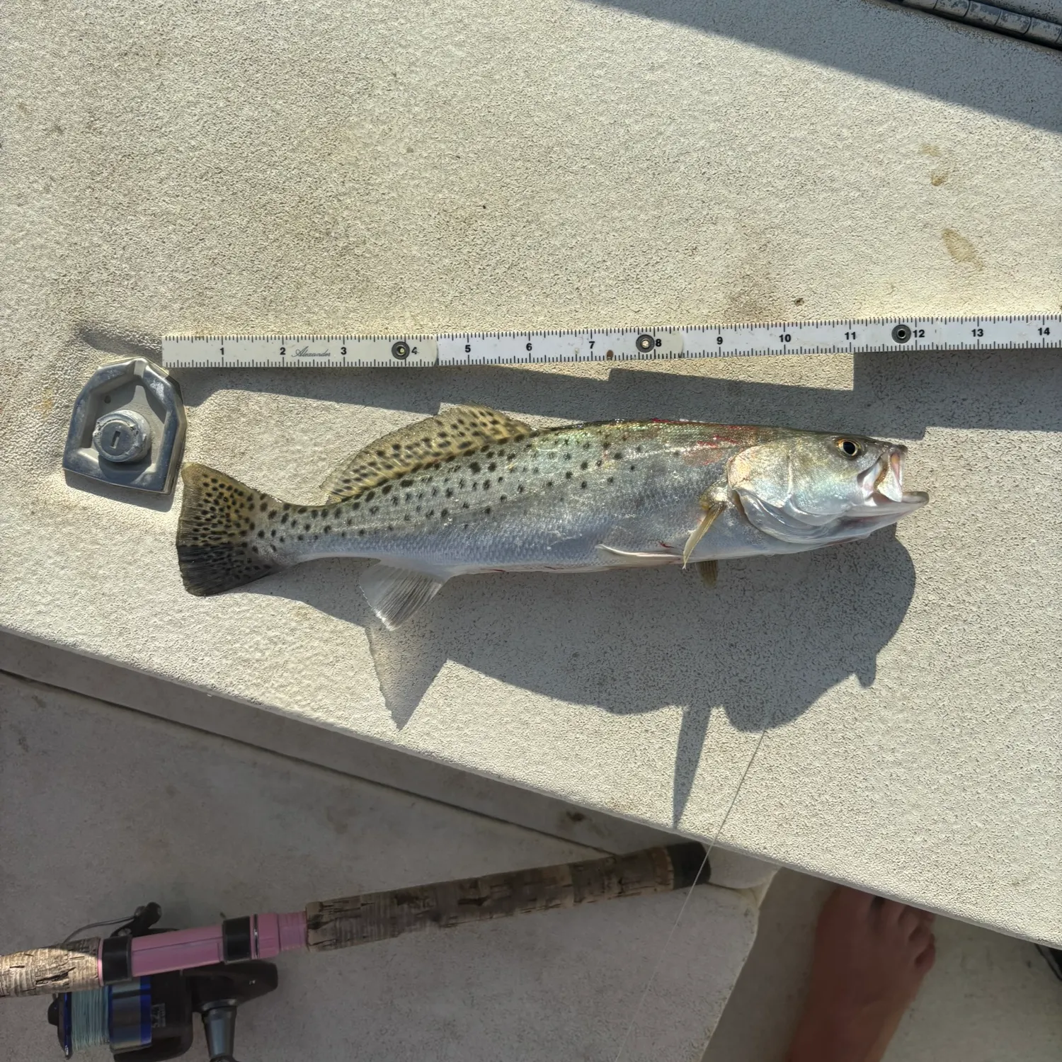 Spotted seatrout caught on Fishbrain