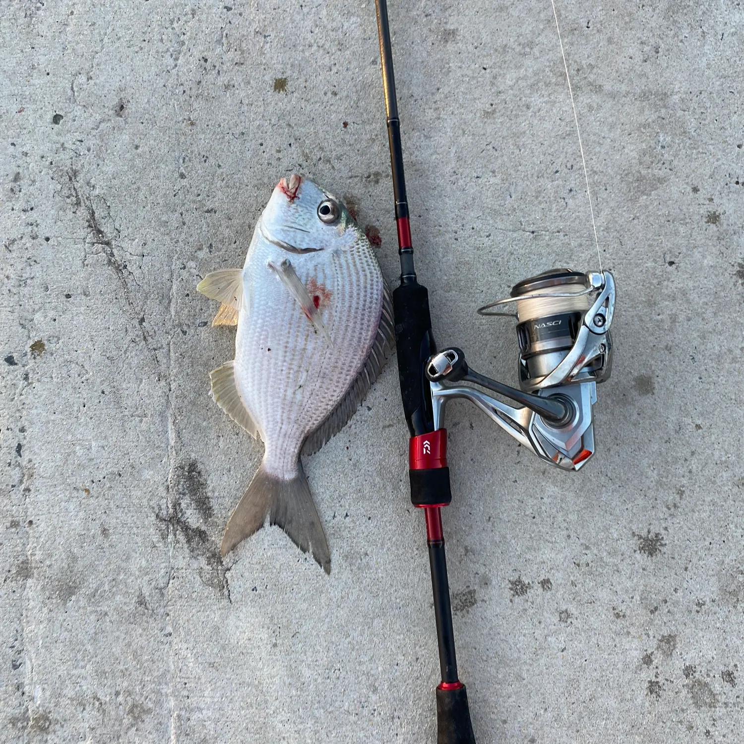 recently logged catches