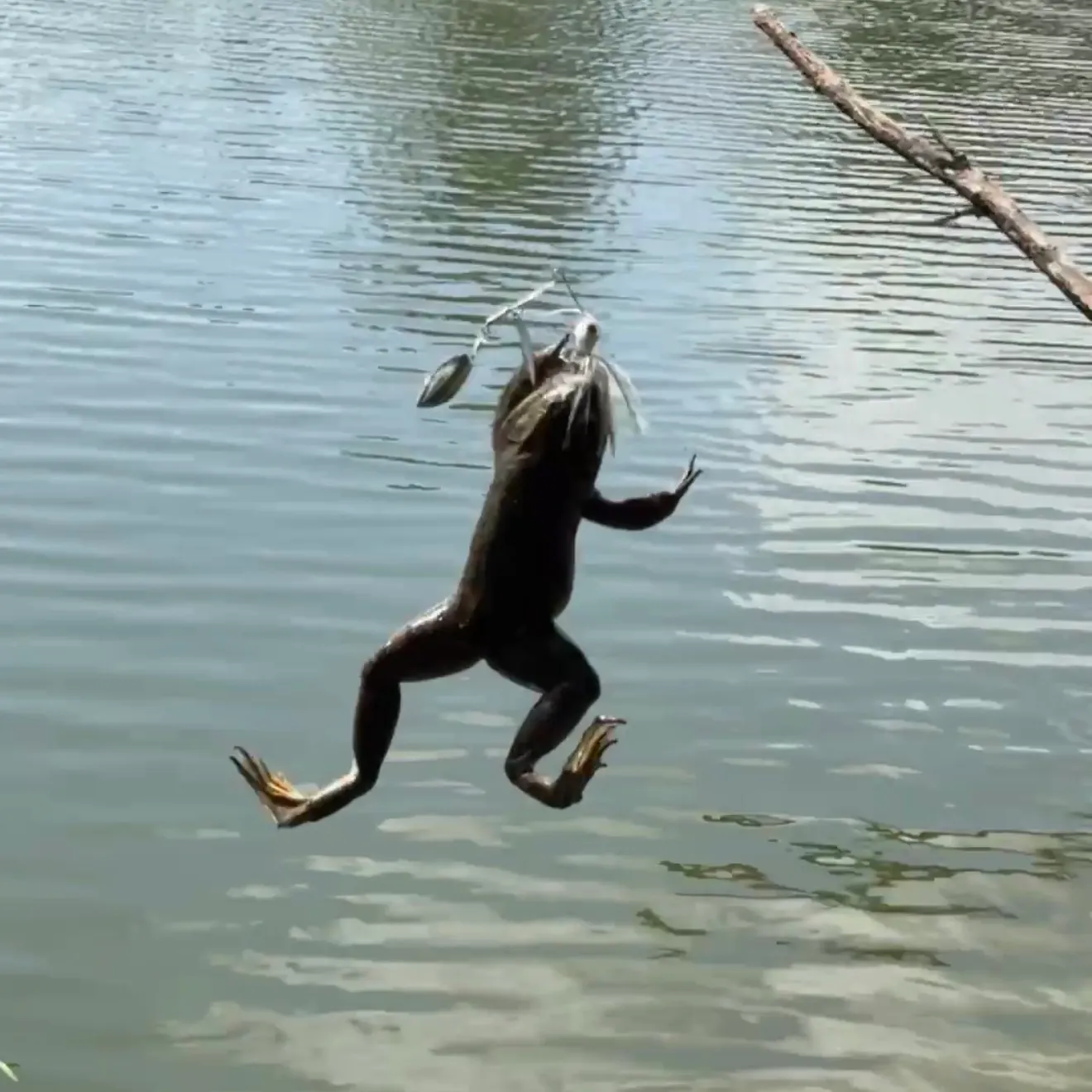 American bullfrog caught on Fishbrain