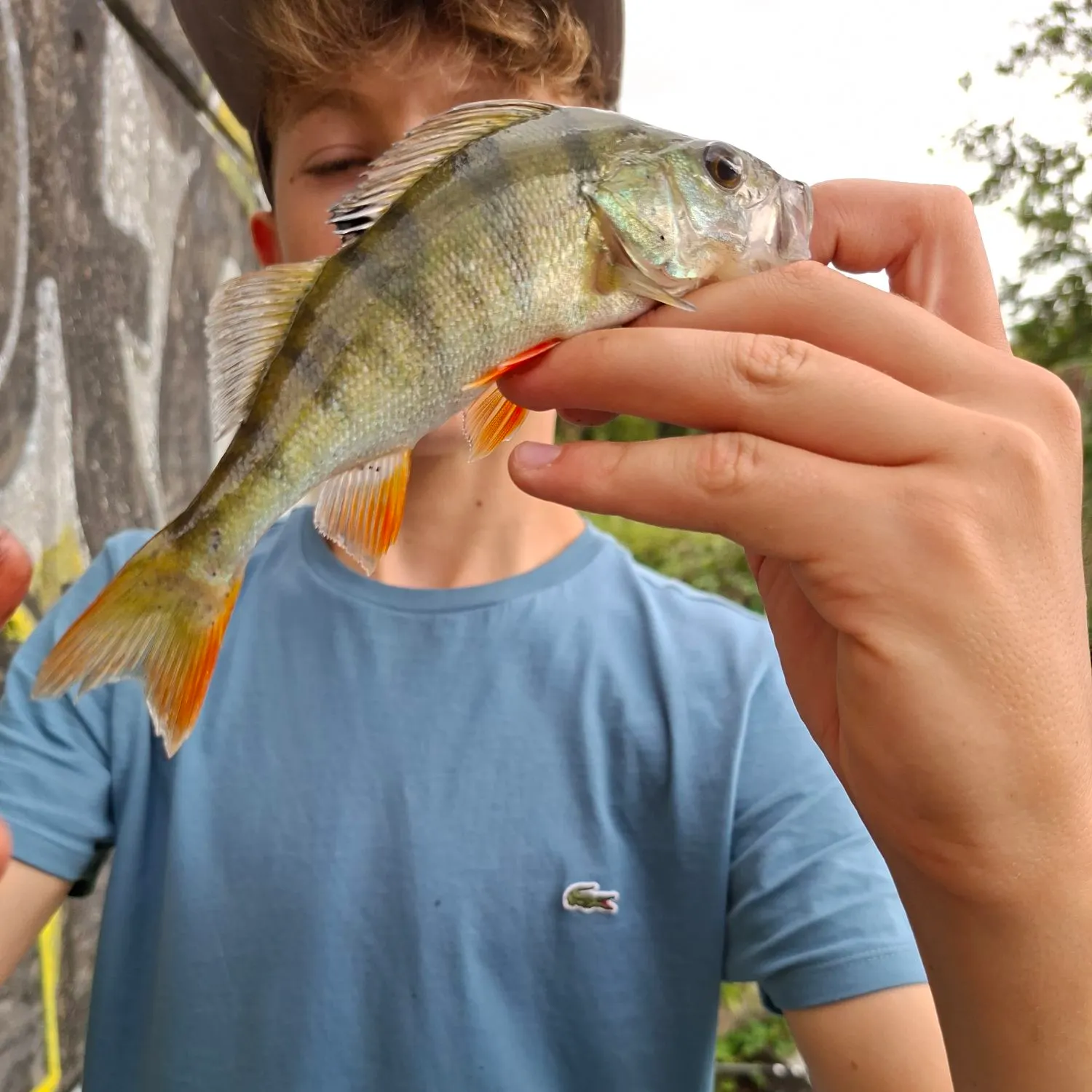 European perch caught on Fishbrain