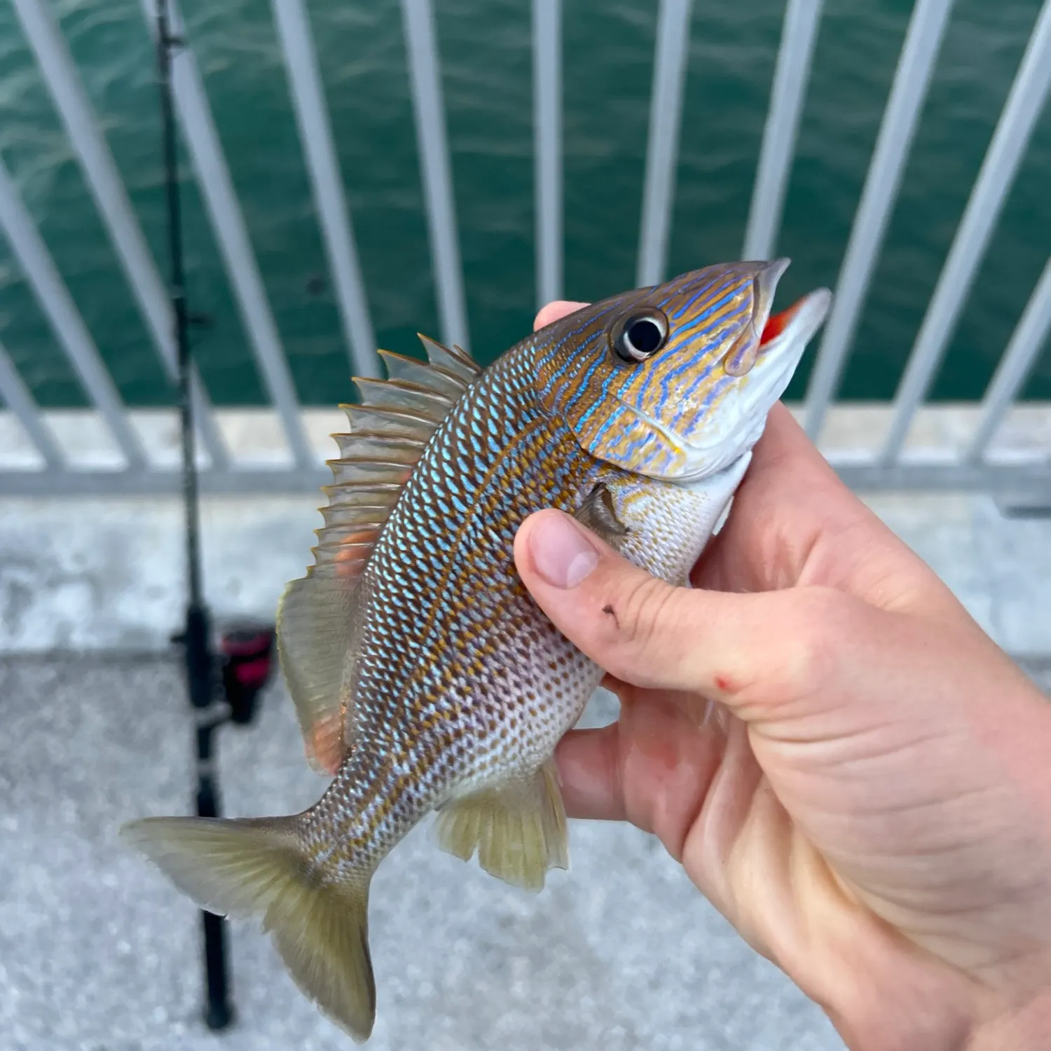 The most recent White grunt catches on Fishbrain