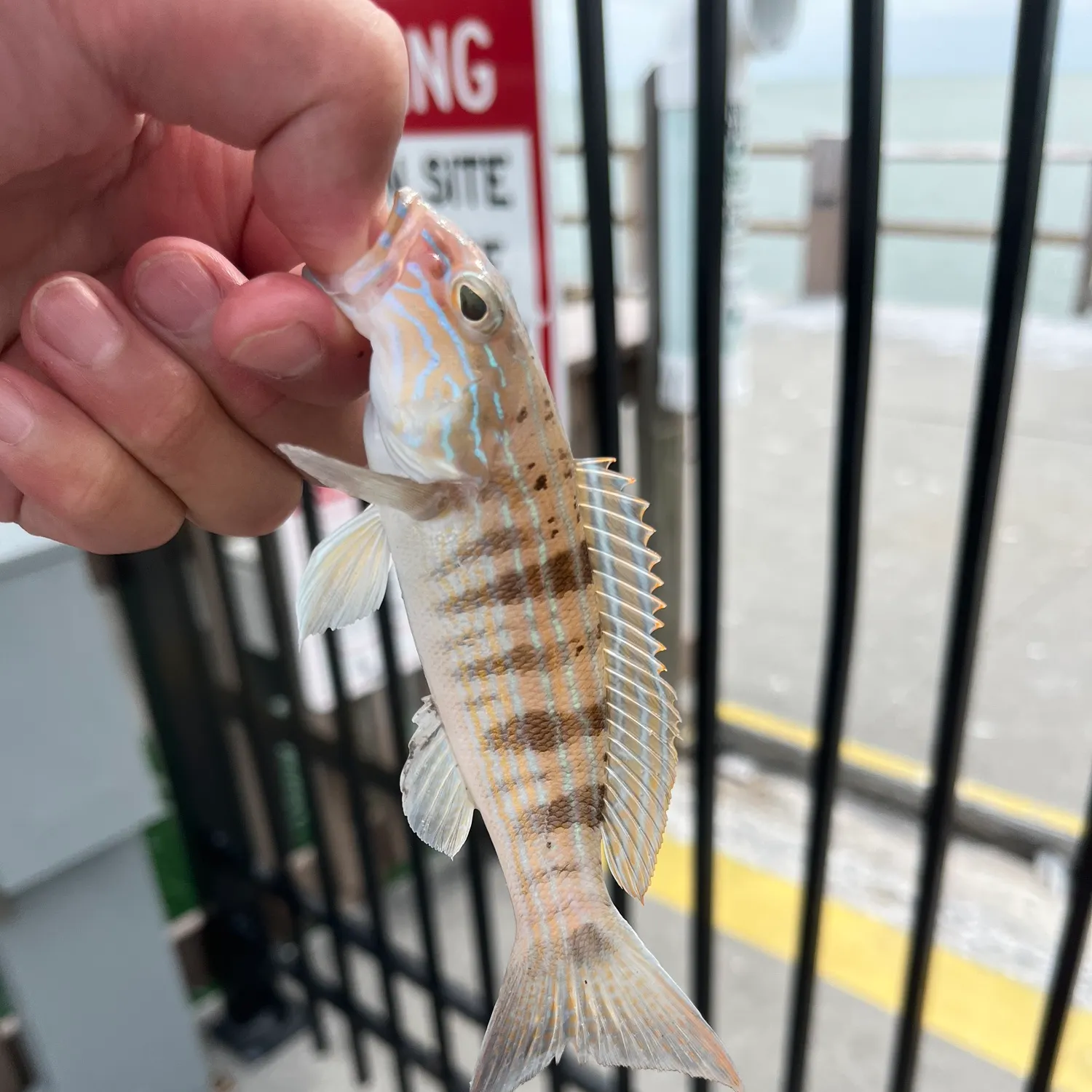The most recent Sand perch catches on Fishbrain