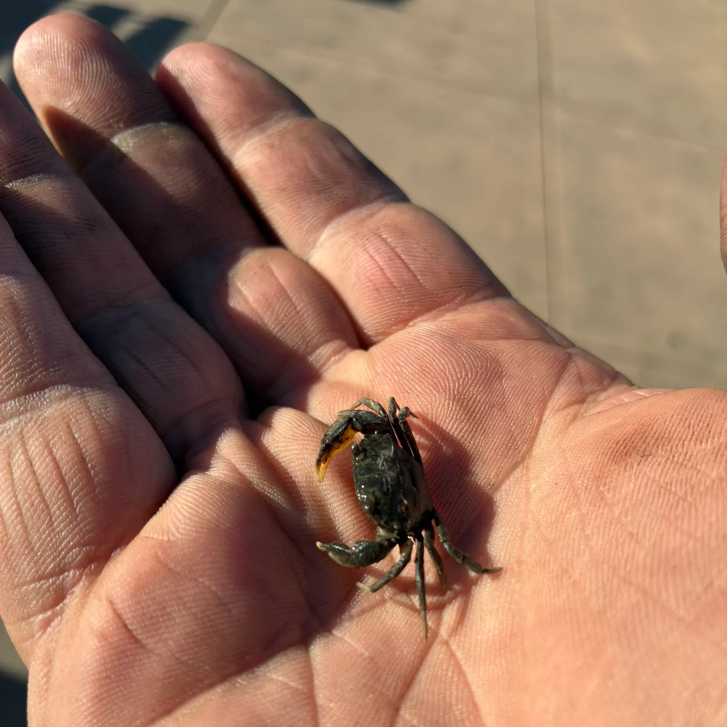 The most recent Blue crab catches on Fishbrain