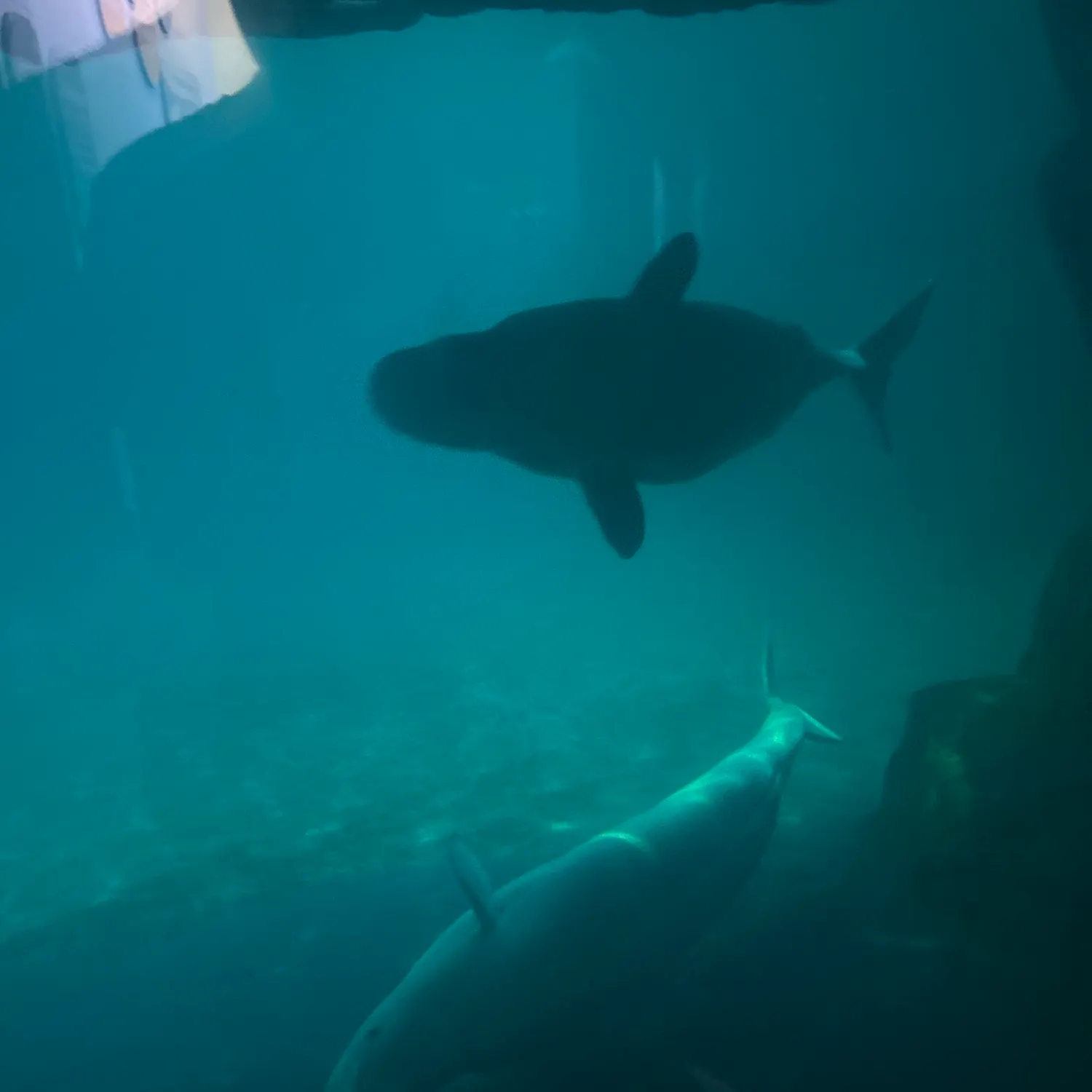 The most recent Bigeye tuna catches on Fishbrain