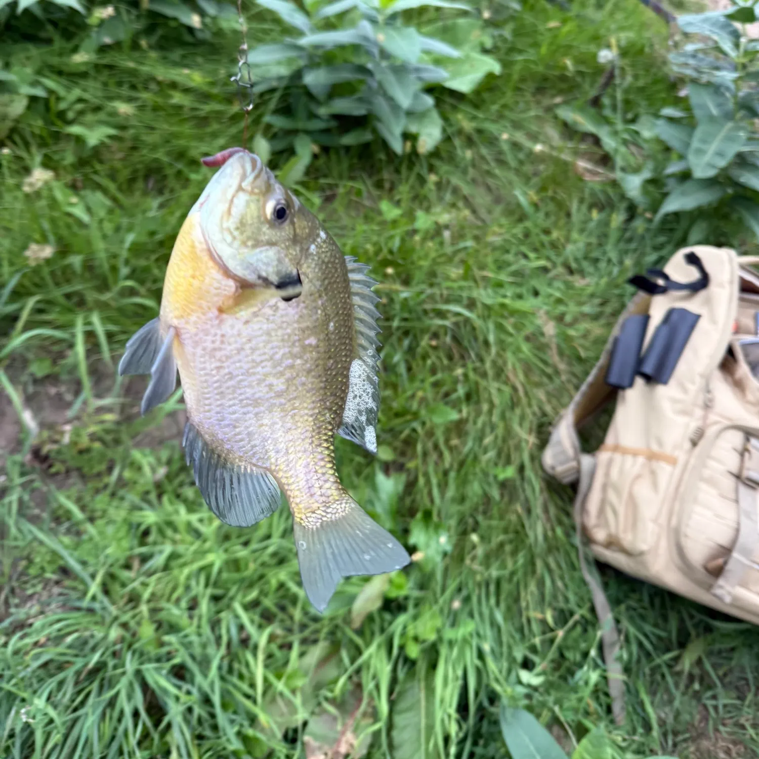 Bluegill caught on Fishbrain