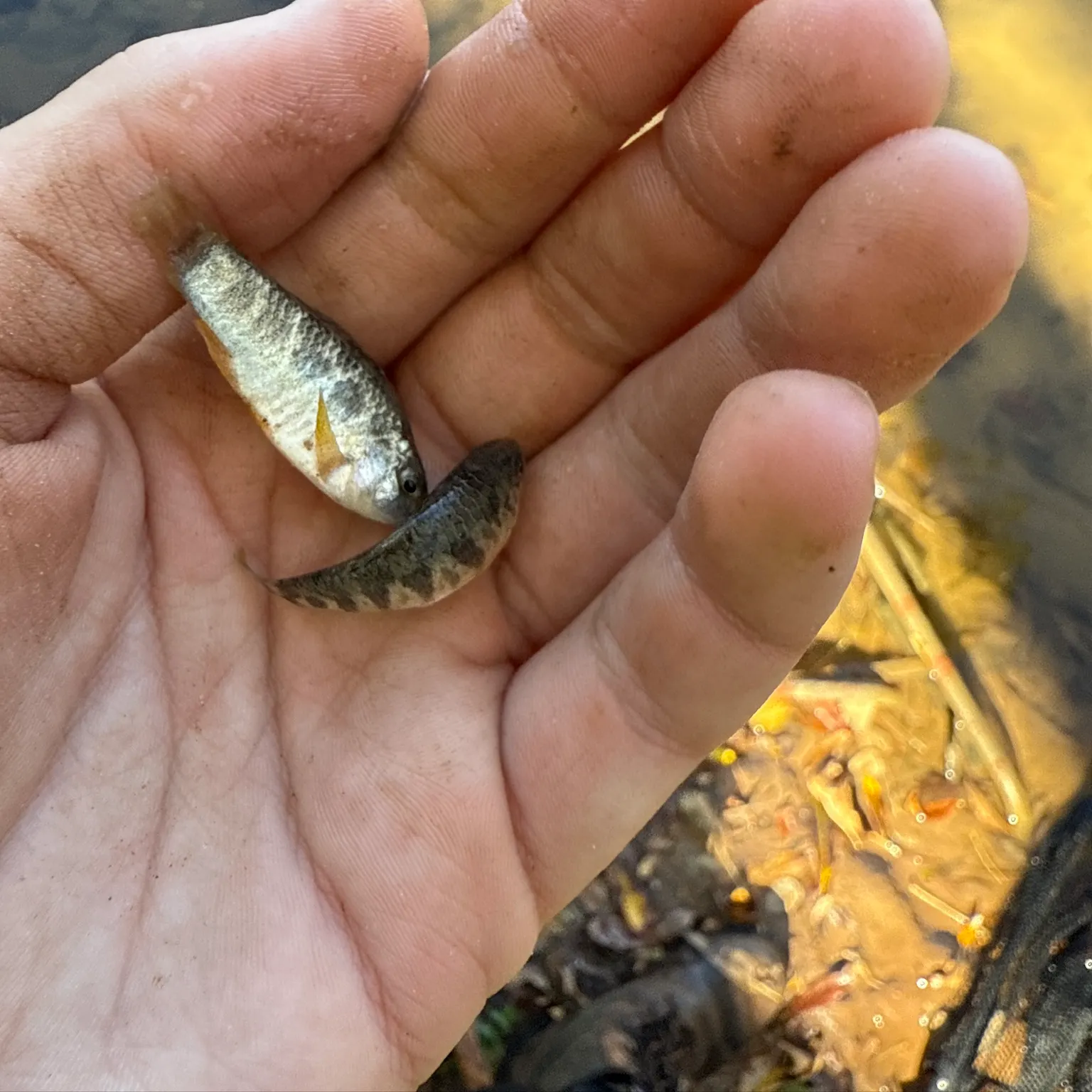 The most recent Sheepshead minnow catches on Fishbrain