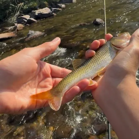 Fallfish caught on Fishbrain