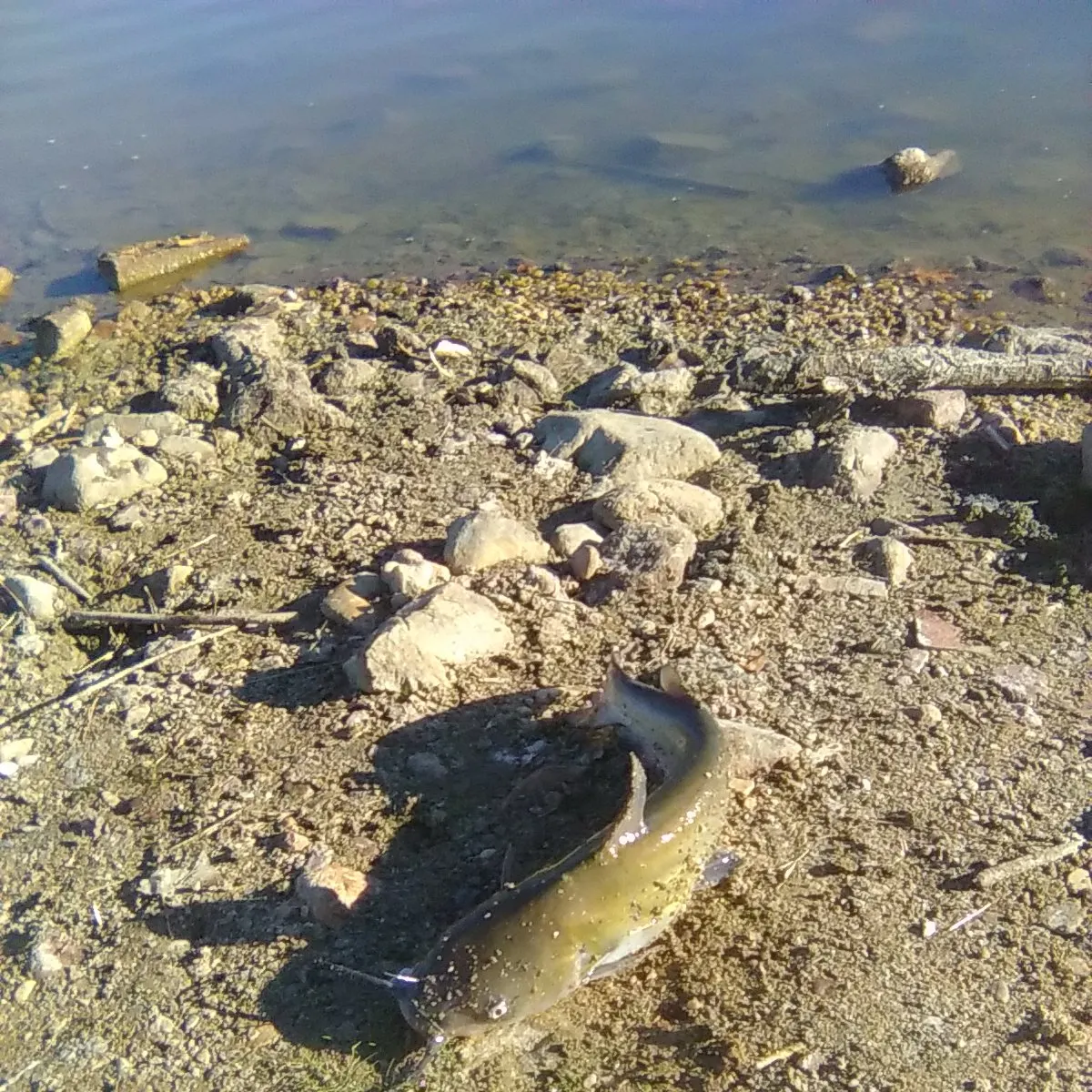 Channel catfish caught on Fishbrain