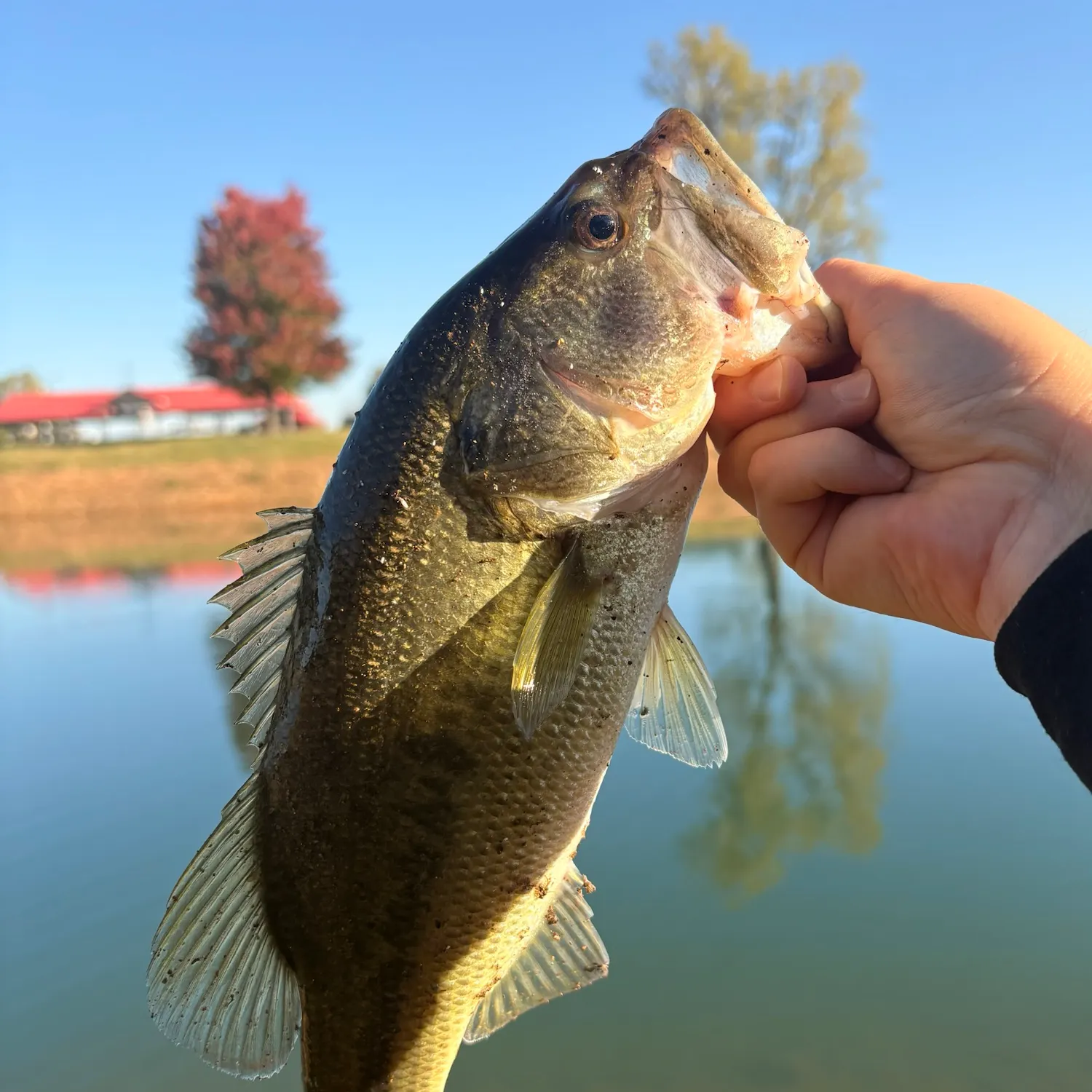 Largemouth bass caught on Fishbrain