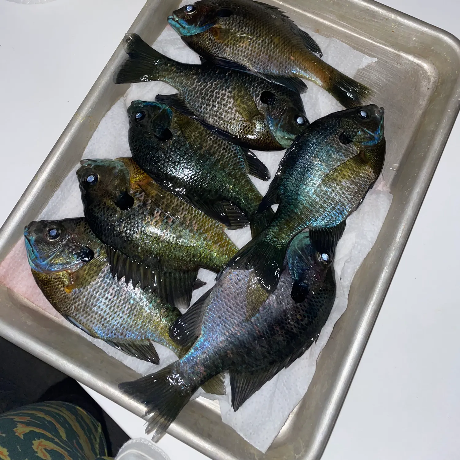 recently logged catches