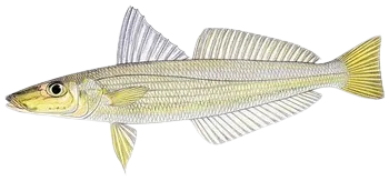 Japanese whiting