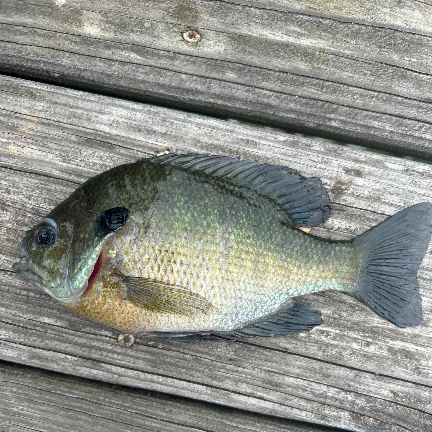 Bluegill caught on Fishbrain