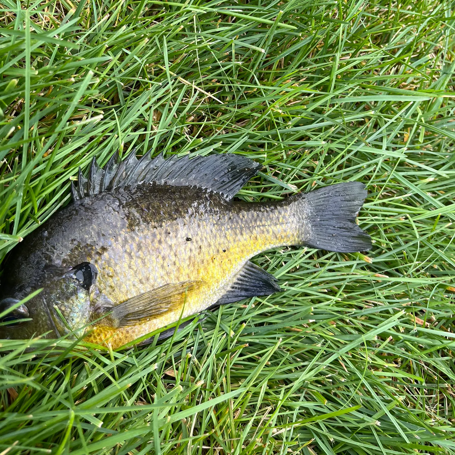 Bluegill caught on Fishbrain