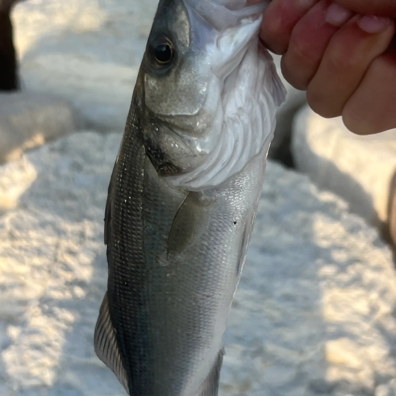 The most recent European seabass catches on Fishbrain