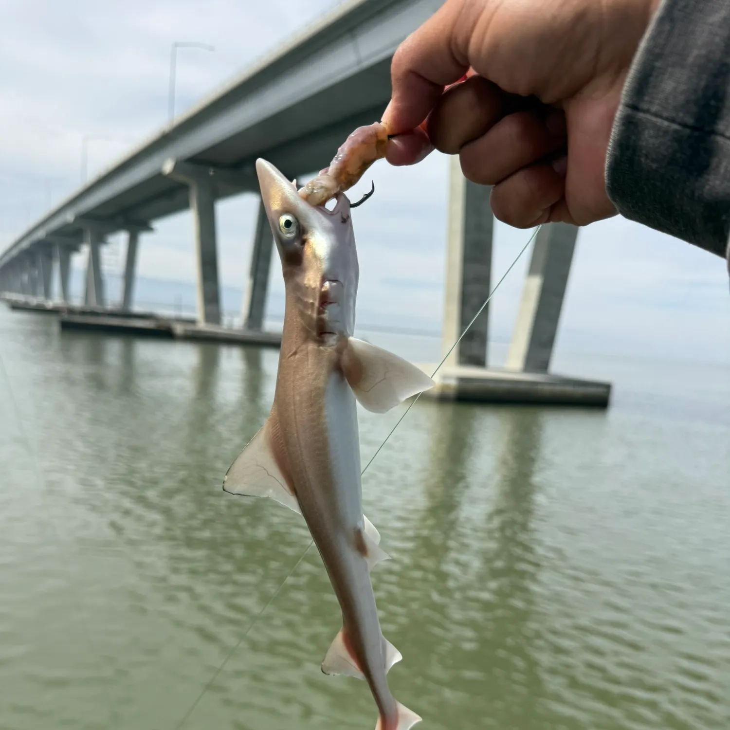 The most recent Brown smooth-hound catches on Fishbrain