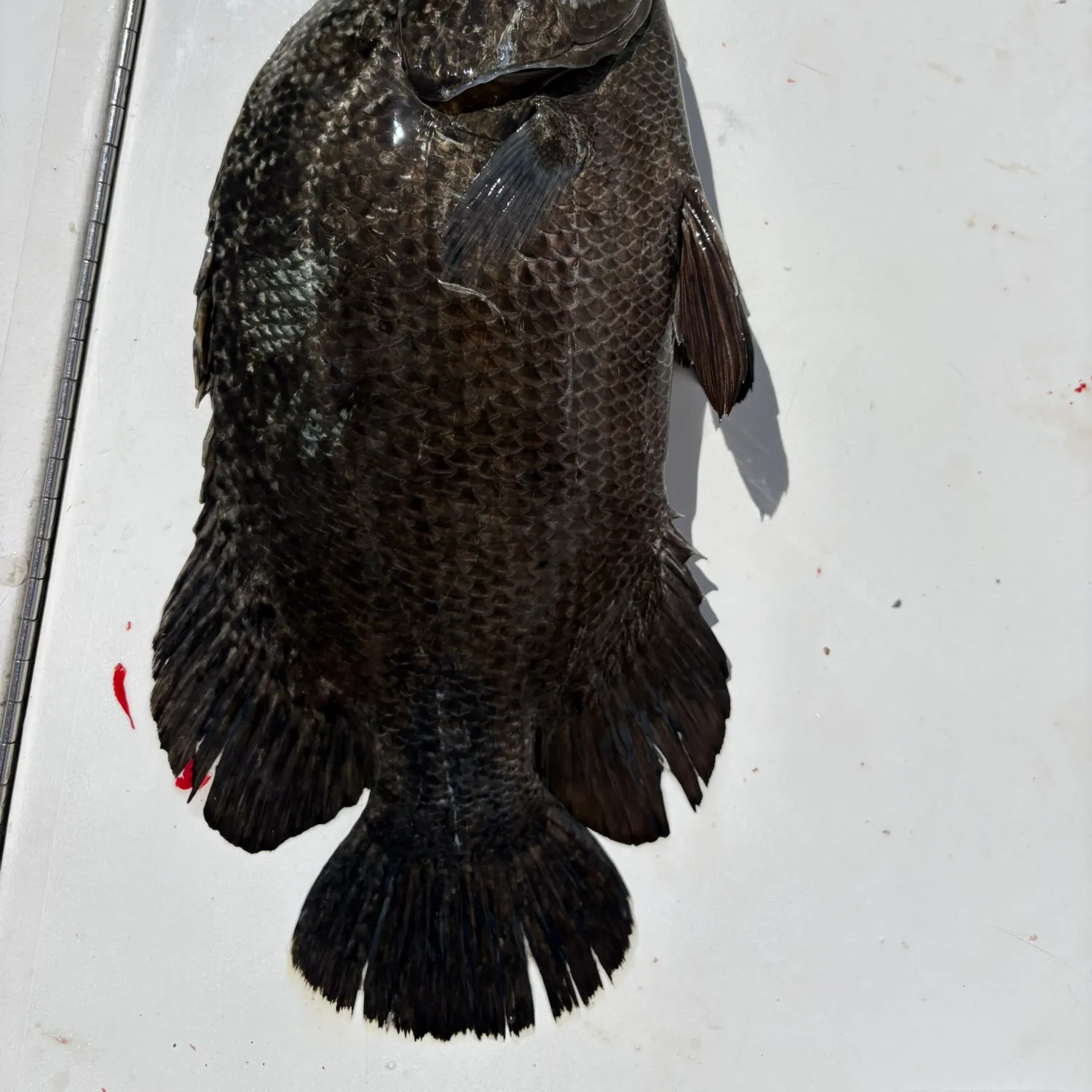 Atlantic tripletail caught on Fishbrain