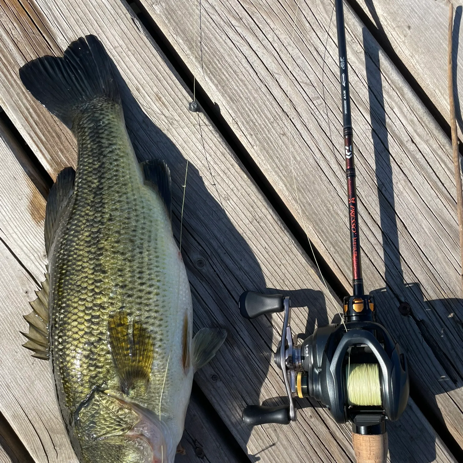 recently logged catches