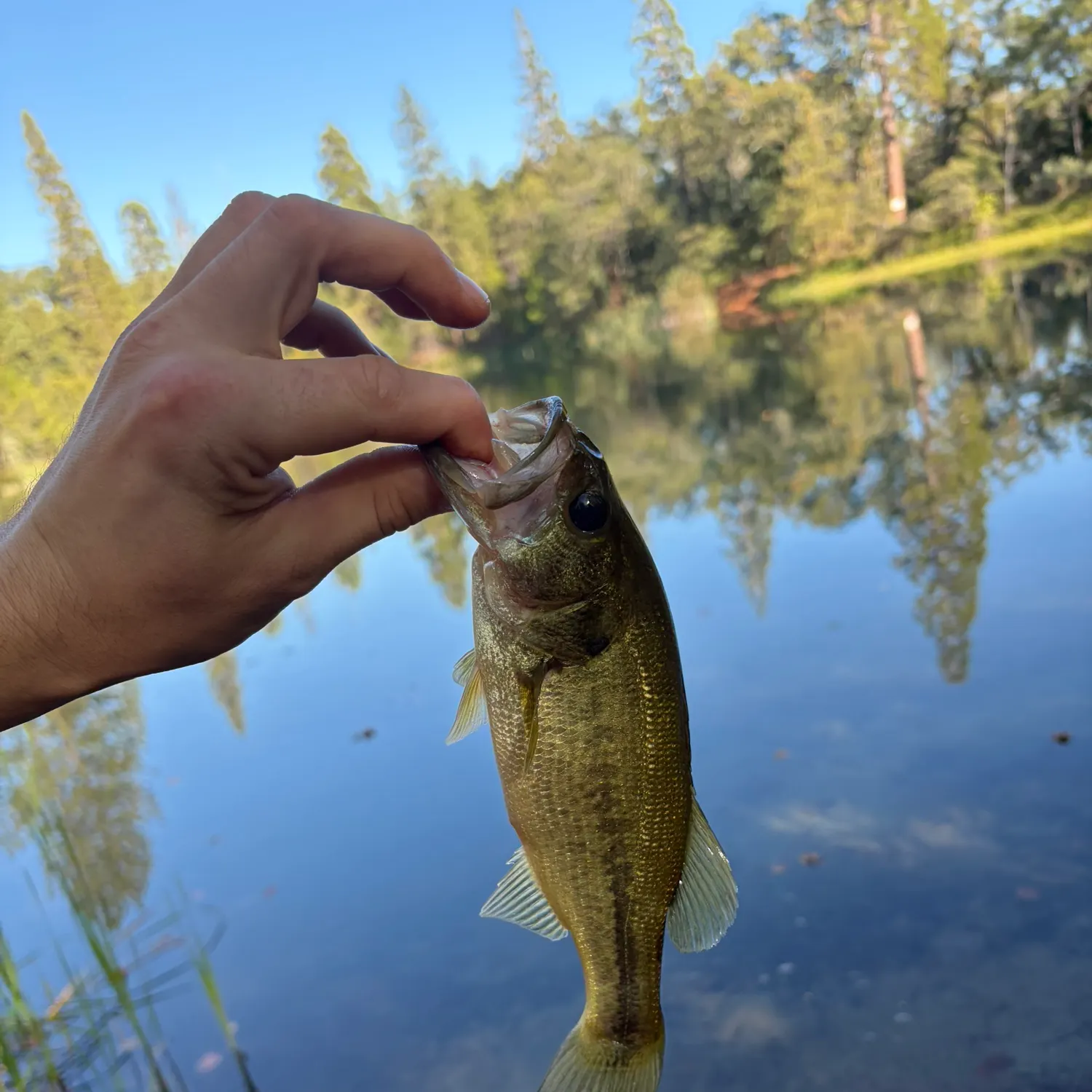 Smallmouth bass caught on Fishbrain