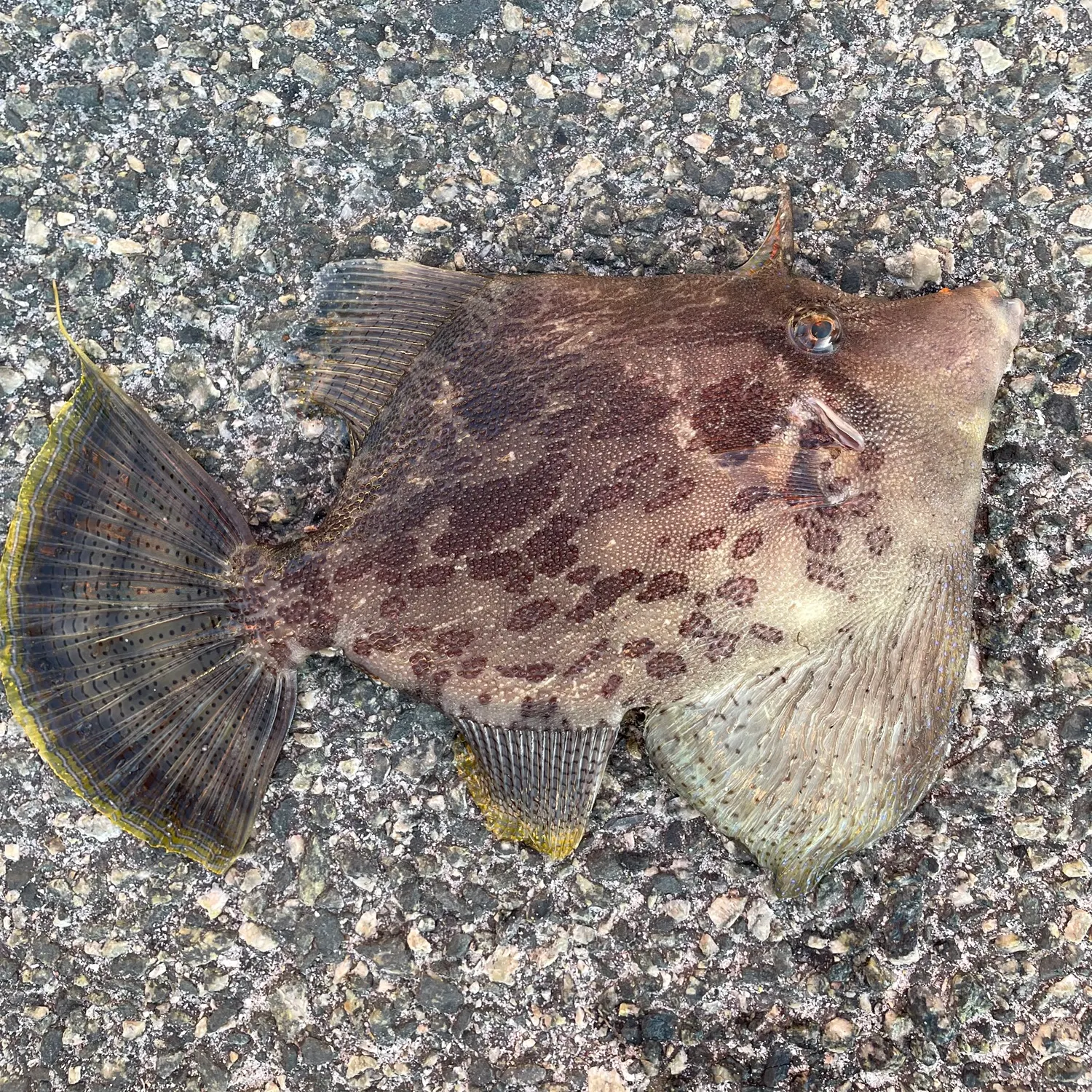 The most recent Fan-bellied leatherjacket catches on Fishbrain
