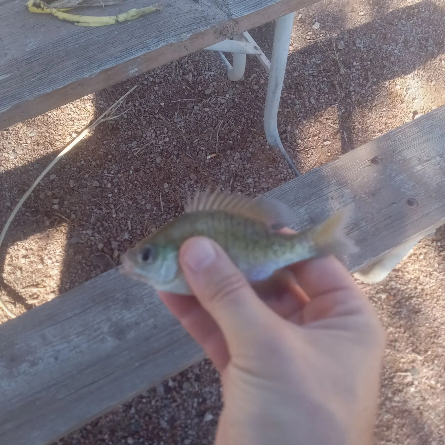 Bluegill caught on Fishbrain