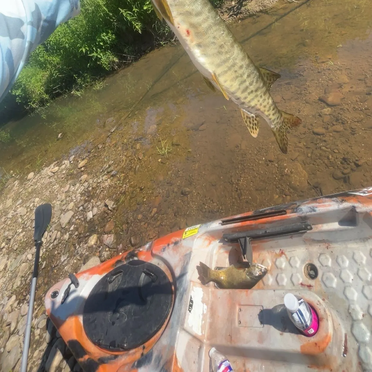 Muskie caught on Fishbrain