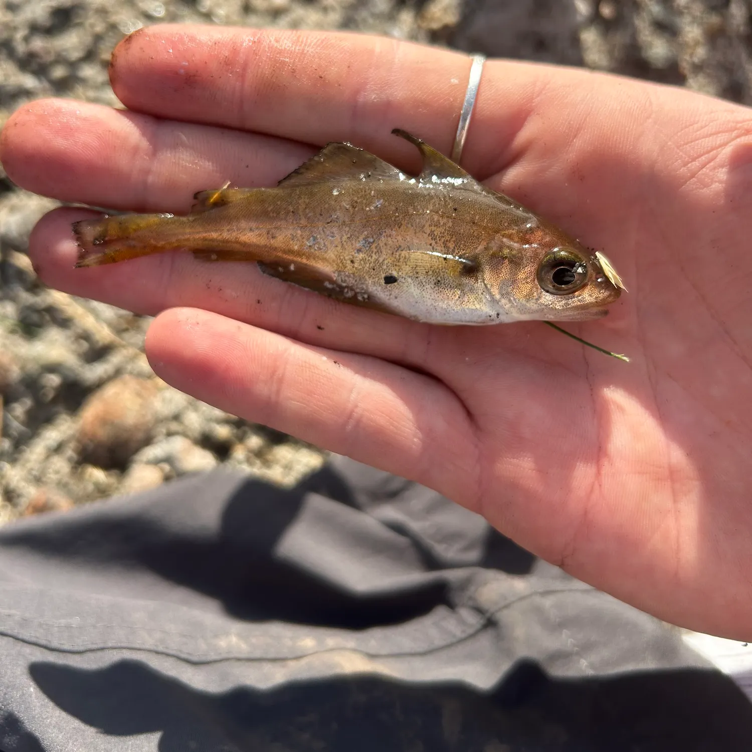 The most recent Pouting catches on Fishbrain
