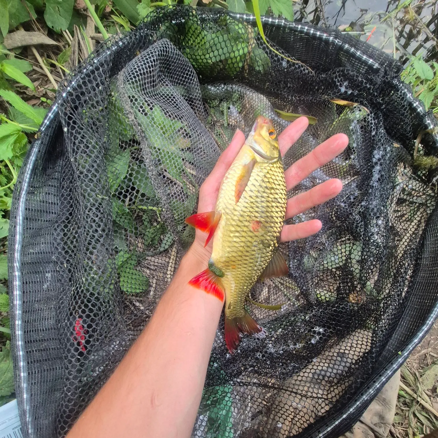 Common rudd caught on Fishbrain