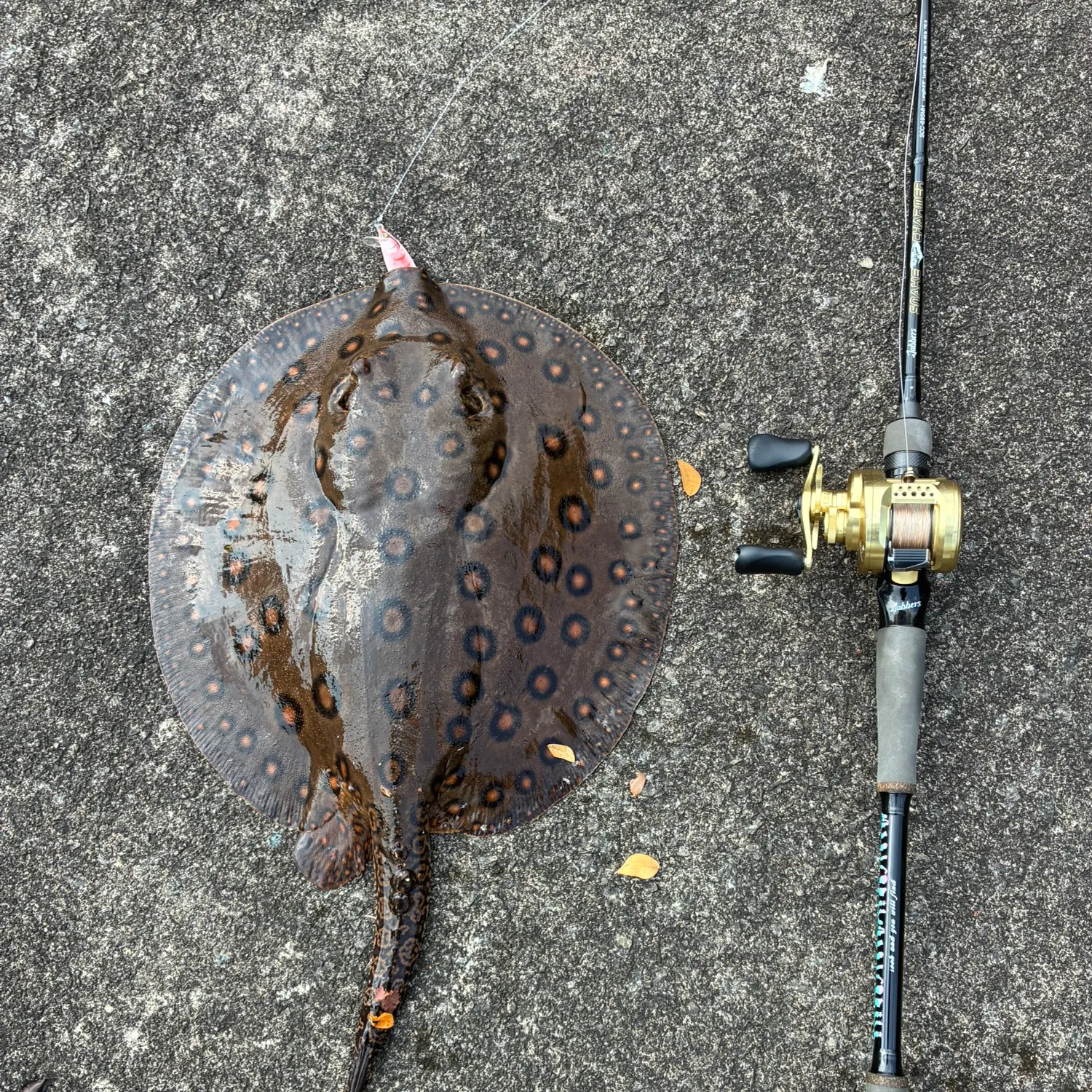 Fish caught on Fishbrain