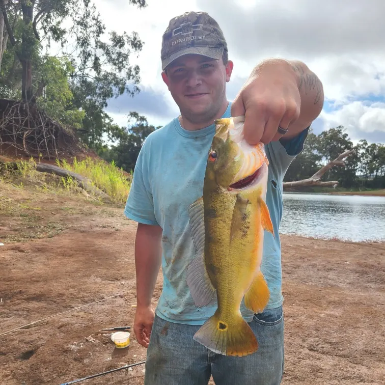 The most recent Butterfly peacock bass catches on Fishbrain