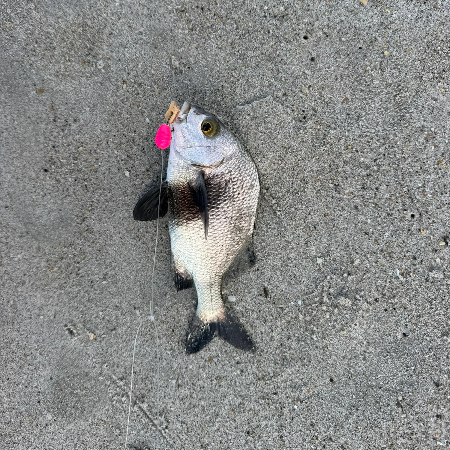 The most recent Black margate catches on Fishbrain
