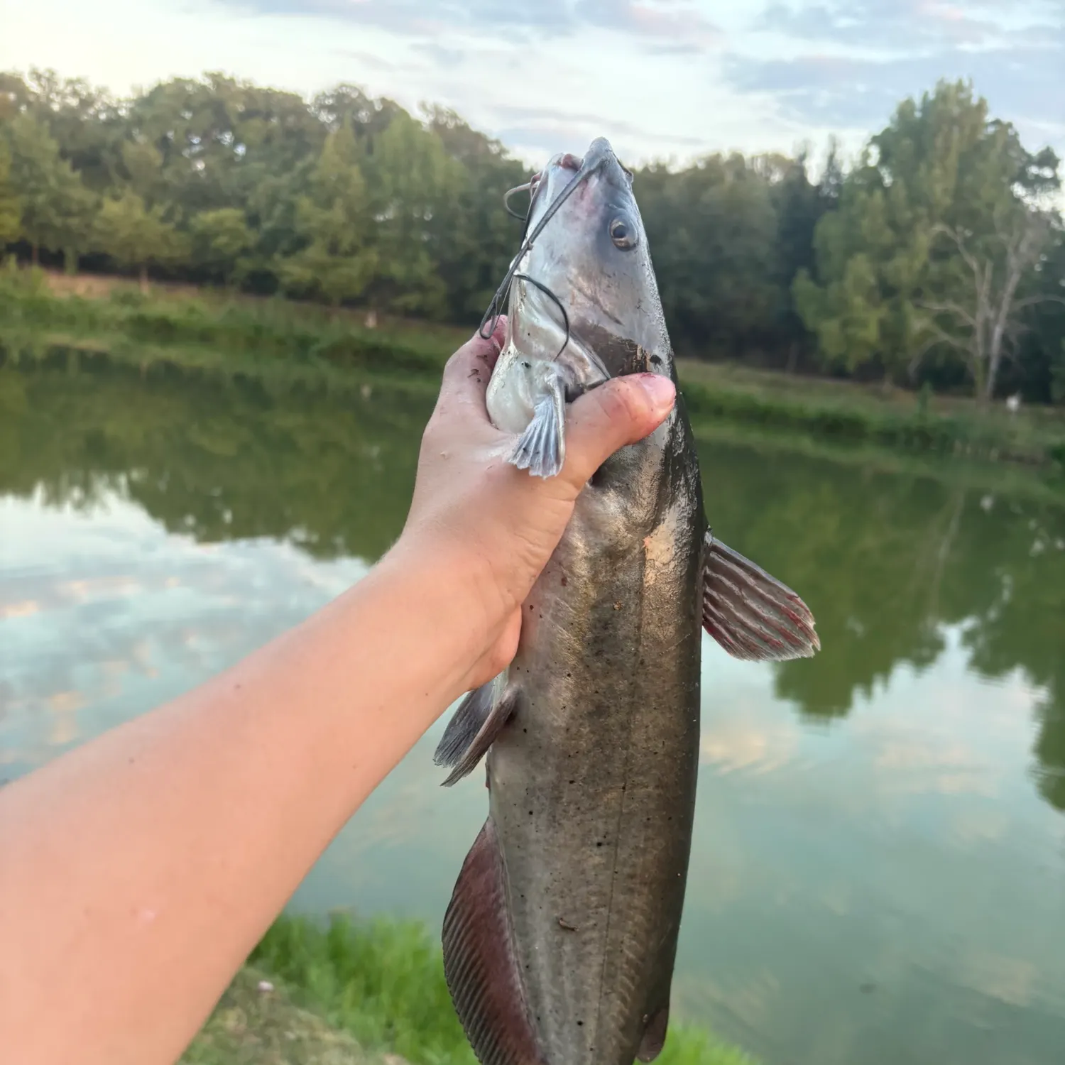 Channel catfish caught on Fishbrain