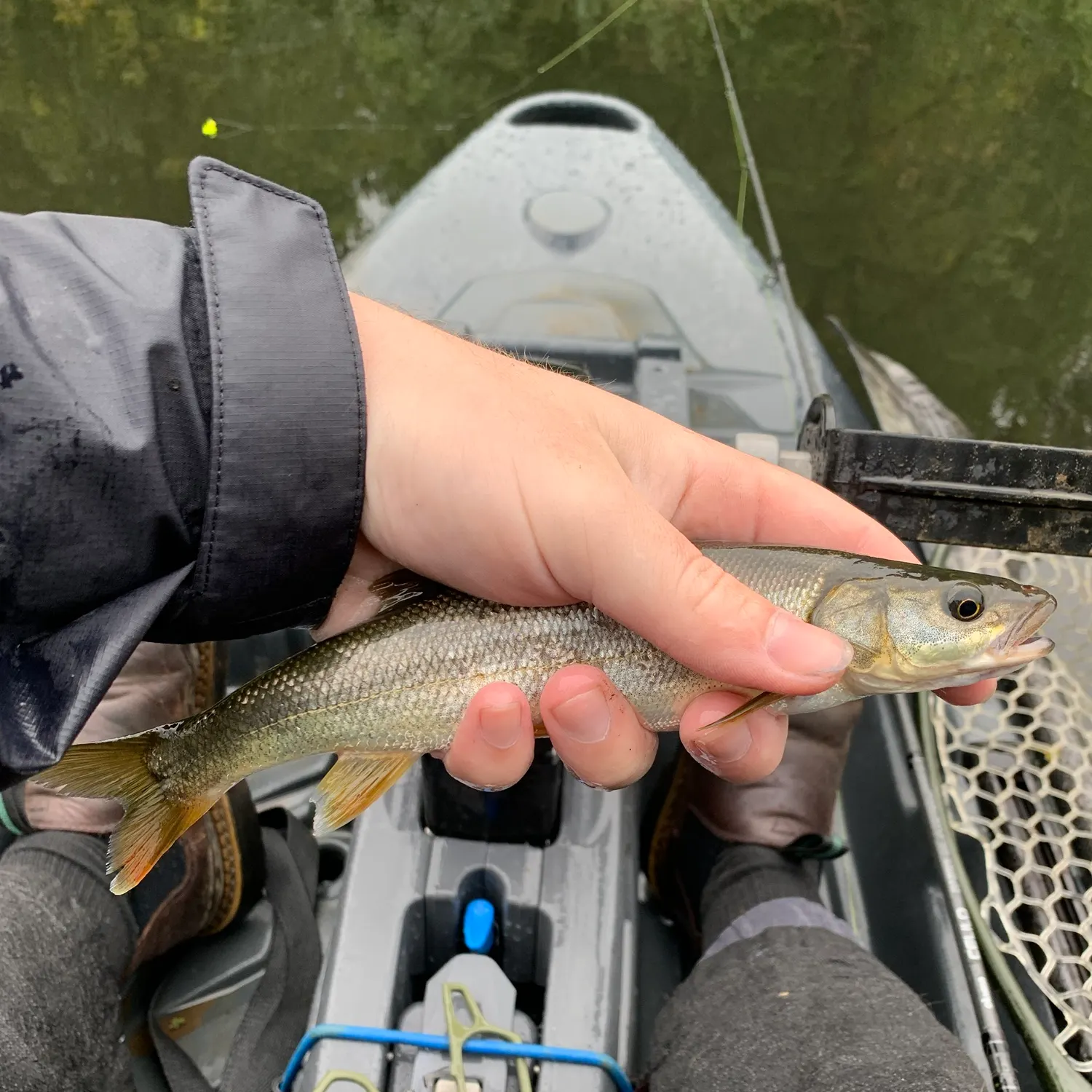 Northern pikeminnow caught on Fishbrain