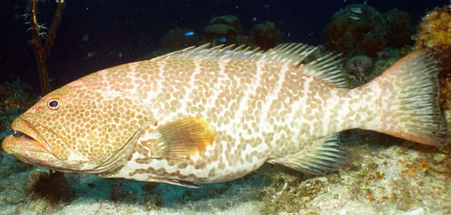 Tiger grouper