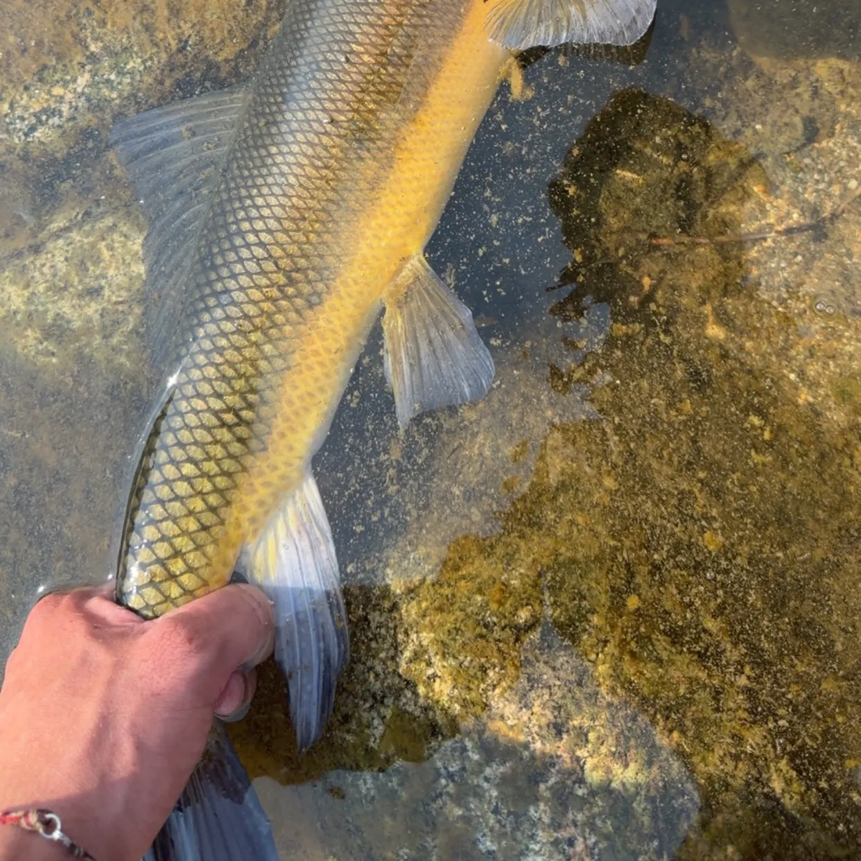 The most recent Largescale sucker catches on Fishbrain