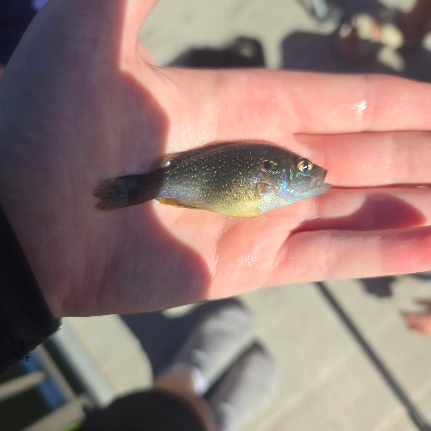 Green sunfish caught on Fishbrain