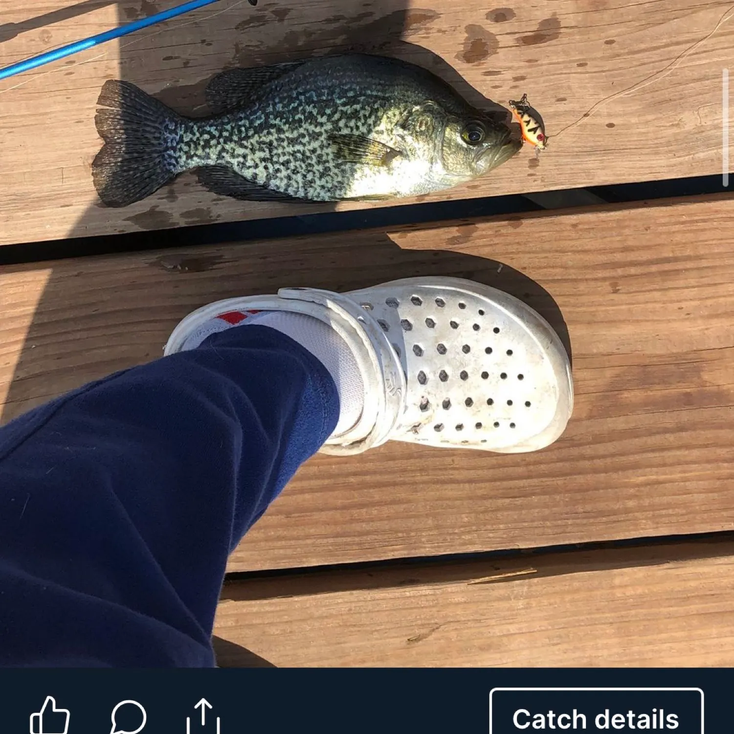 Black crappie caught on Fishbrain