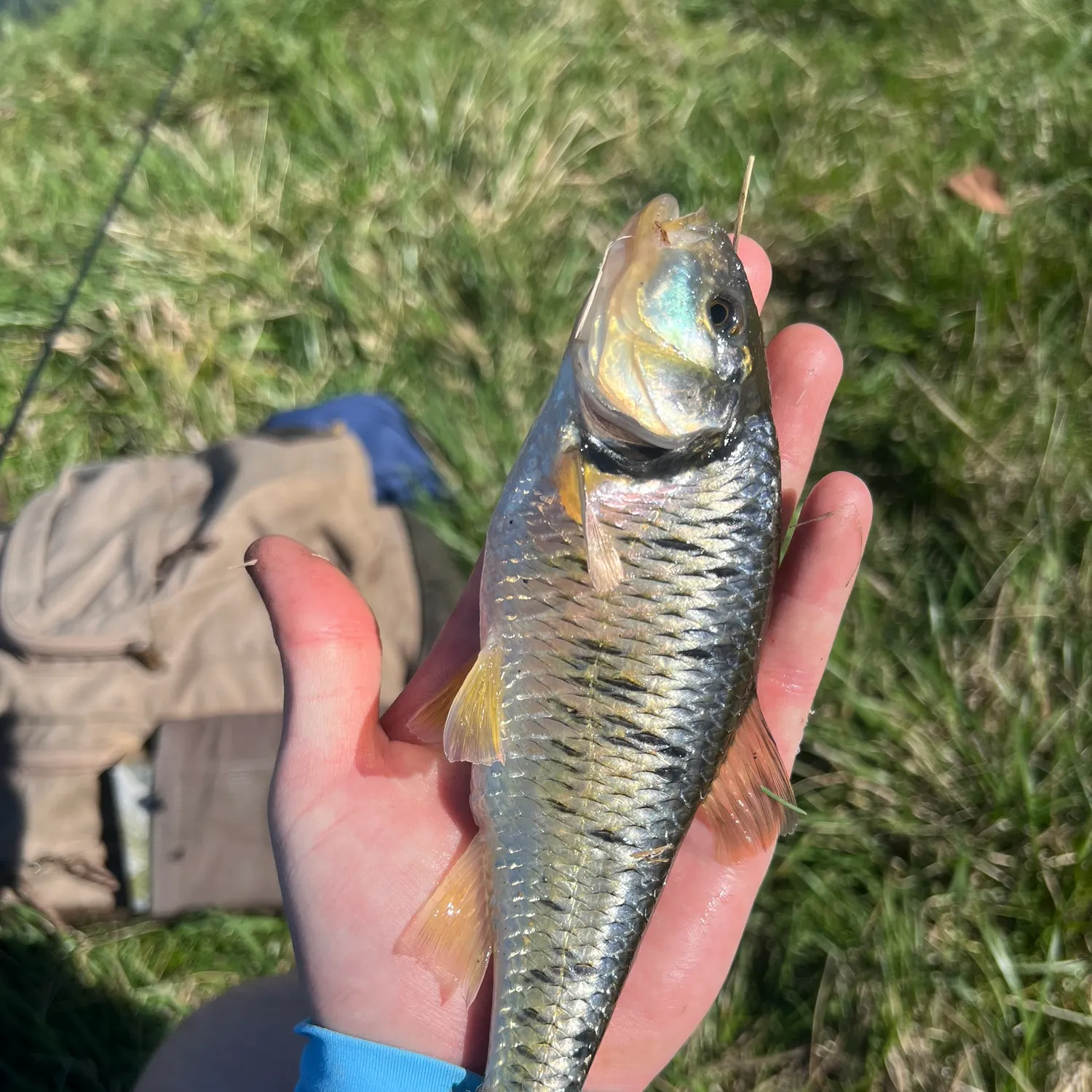 The most recent Striped shiner catches on Fishbrain
