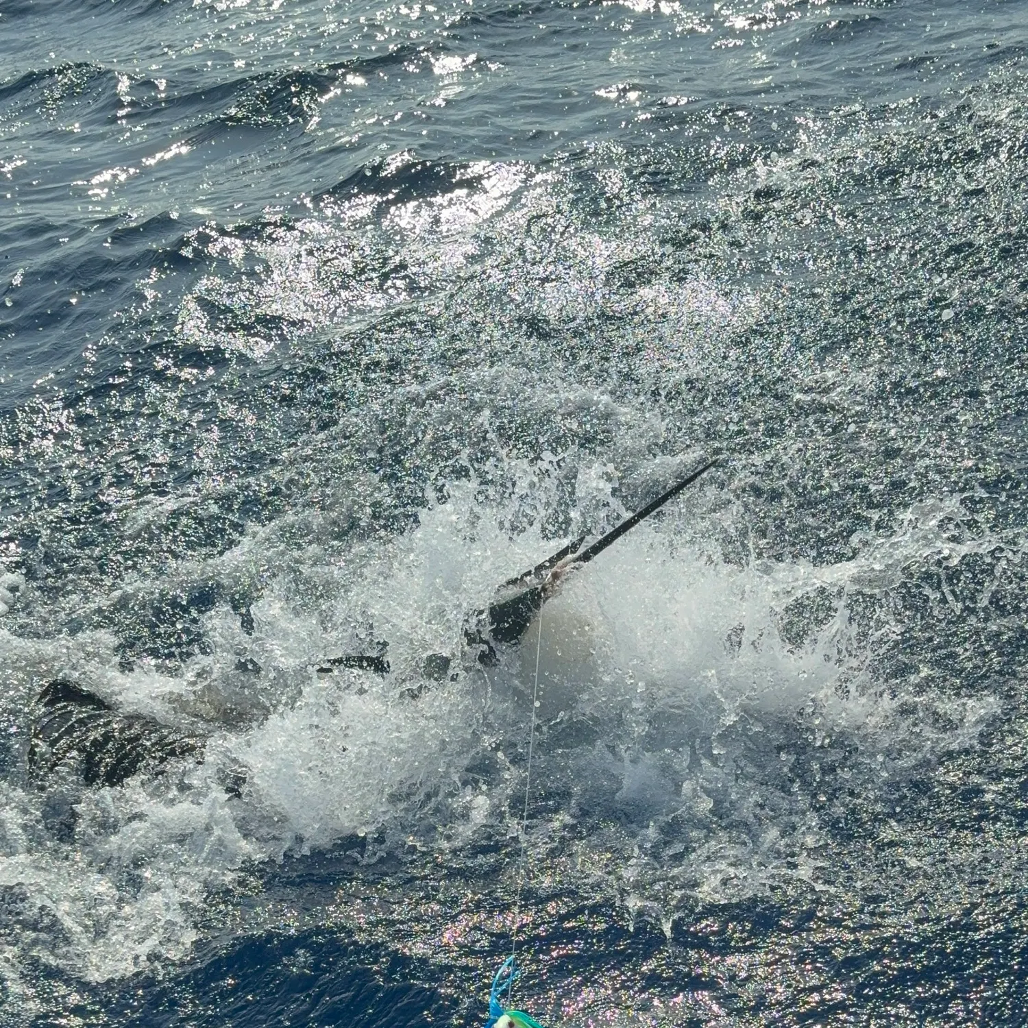 Atlantic sailfish caught on Fishbrain